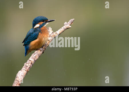 Goudsbloem zittend op een Tak, Eisvögel thront auf Zweig Stockfoto