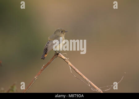 Blue-capped Redstart Weibchen auf Ast sitzend; Blauwkoproodstaart zittend Vrouw op Tak Stockfoto