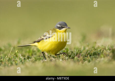 Vögele Kwikstaart; Blue-headed Wagtail Stockfoto