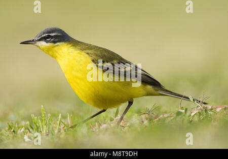 Vögele Kwikstaart; Blue-headed Wagtail Stockfoto