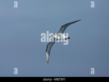 Breedbekprion vliegend; Breite-billed Prion fliegen Stockfoto