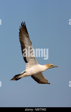 Kaapse Jan-van-gent Vlucht; Kaptölpel im Flug Stockfoto