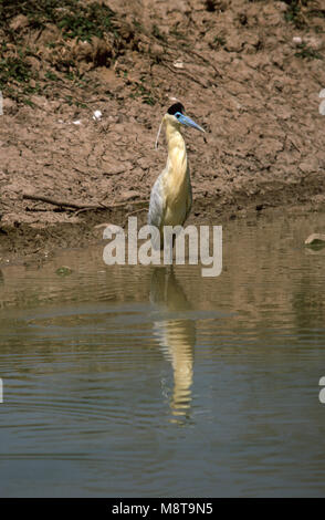 Bedeckte Reiher stehend im Wasser; Kapreiger staand in Wasser Stockfoto