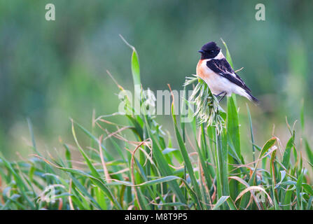 Kaspische Roodborsttapuit, Kaukasier, schwarzkehlchen Saxicola Maurus variegatus Stockfoto