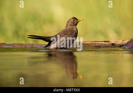 Merel staand Vrouw in het water; Gemeinsame Amsel Weibchen im Wasser Stockfoto