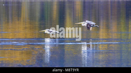 Great White Pelican über den See Orestias, Kastoria Stadt fliegen, Westmakedonien, nördlichen Griechenland Stockfoto