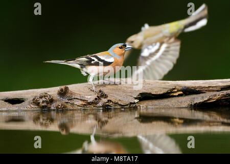 Vink Mann staand bij Wasser; Gemeinsame Buchfink männlichen stehen am Rand Wald Pool Stockfoto