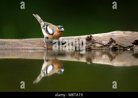 Vink Mann staand bij Wasser met spiegelbeeld ; gemeinsame Buchfink männlichen stehen am Rand Wald Pool mit Spiegel Reflexion Stockfoto