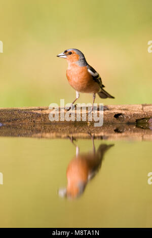 Vink Mann staand bij Wasser met spiegelbeeld ; gemeinsame Buchfink männlichen stehen am Rand Wald Pool mit Spiegel Reflexion Stockfoto