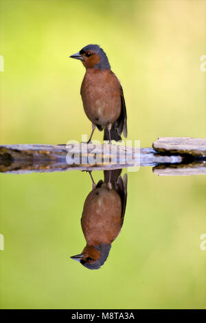 Vink Mann staand bij Wasser met spiegelbeeld ; gemeinsame Buchfink männlichen stehen am Rand Wald Pool mit Spiegel Reflexion Stockfoto