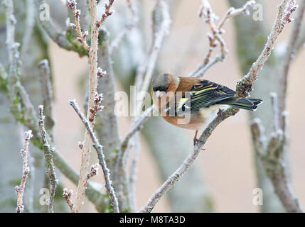 Mannetje Vink in de Winter; Männliche gemeinsame Buchfink im Winter Stockfoto