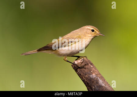 Takje Tjiftjaf zittend op; Gemeinsame Chiffchaff auf Zweig gehockt Stockfoto