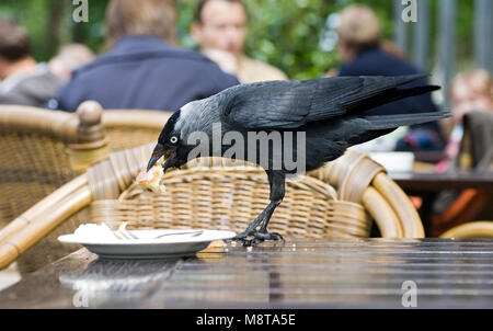 Gemeinsame Dohle stehlen Essen; Kauw voedsel stelend op een Terras Stockfoto