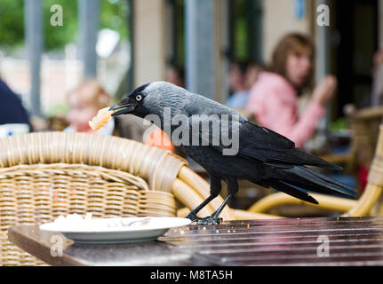 Gemeinsame Dohle stehlen Essen; Kauw voedsel stelend op een Terras Stockfoto