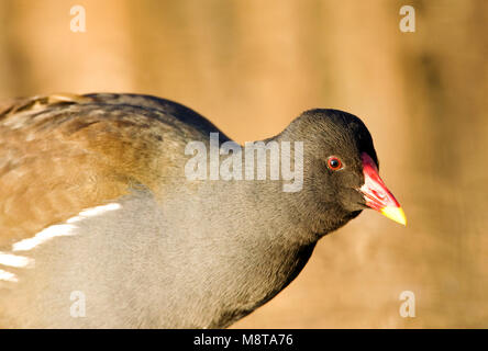 Waterhoen close-up; Gemeinsame Sumpfhuhn Nahaufnahme Stockfoto