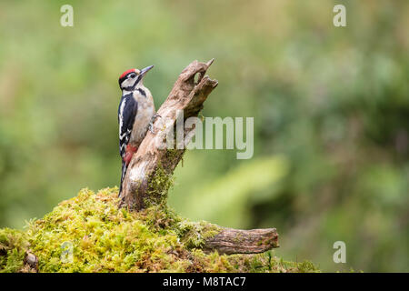 Juvenile Buntspecht auf einer hölzernen Baumstumpf auf der Suche nach Essen Stockfoto