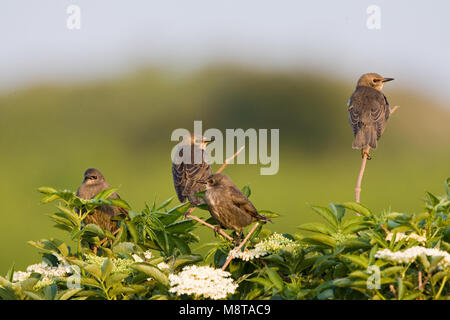 Common Starling Gruppe von immatures in Baum gehockt; Spreeuw Groep onvolwassen zittend Vogels in een meidoorn Stockfoto