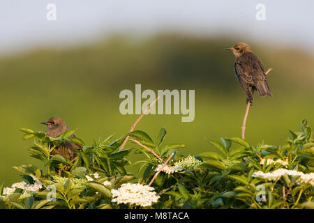 Common Starling Gruppe von immatures in Baum gehockt; Spreeuw Groep onvolwassen zittend Vogels in een meidoorn Stockfoto