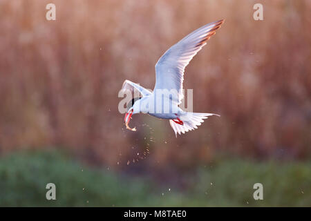 Visdief vissend; Flussseeschwalbe angeln Stockfoto