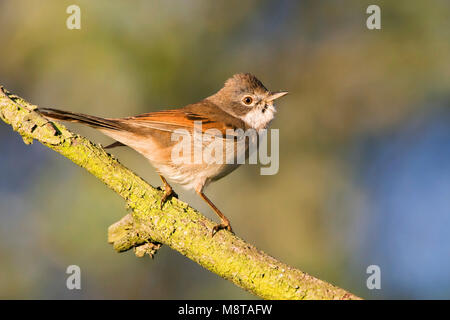 Mannetje Grasmus zittend op een Tak; Männliche Common Whitethroat thront auf einem Ast Stockfoto