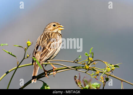 Grauwe Gors; Corn Bunting; Emberiza calandra Stockfoto