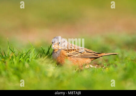 Bruinkeelortolaan, Cretzschmar's Bunting, Emberiza caesia Stockfoto