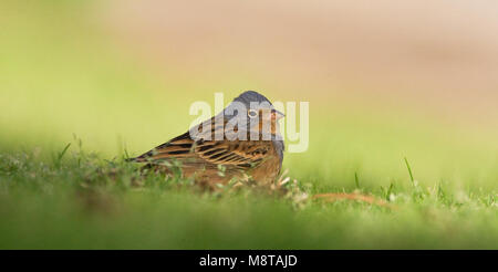 Bruinkeelortolaan, Cretzschmar's Bunting, Emberiza caesia Stockfoto