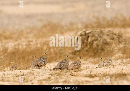 Kroonzandhoen, gekrönt Sandgrouse, Pterocles coronatus Stockfoto