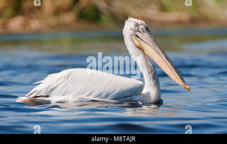 Kroeskoppelikaan, dalmatinische Pelikan, Pelecanus crispus Stockfoto