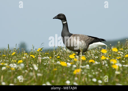 Dark-bellied Ringelgans im Gras mit Frühling Blumen; Rotgans staand in Gras met voorjaarsbloemen Stockfoto