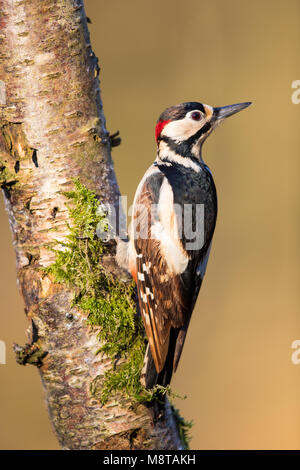 Männliche Buntspecht auf einem Baumstamm in einigen wunderschönen Abendsonne gehockt Stockfoto