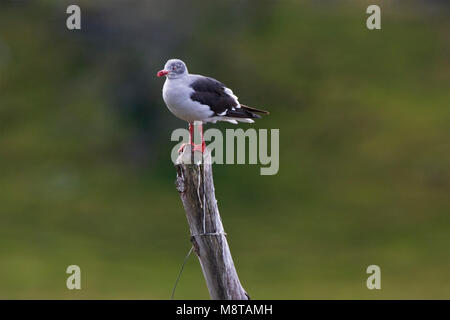 Dolfijnmeeuw, Dolphin Gull, Leucophaeus scoresbii Stockfoto