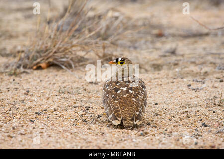 Dubbelbandzandhoen, Doppel-Gebändert Sandgrouse, Pterocles bicinctus Stockfoto