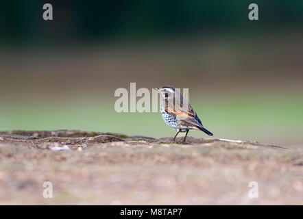 Bruine Lijster; Dusky Thrush Stockfoto