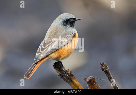 Oosterse Zwarte Roodstaart, Eastern Black Redstart Phoenicurus, ochruros phoenicuroides Stockfoto