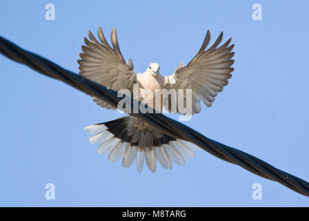 Landende Turkse Tortel, Eurasian Collared Dove Landung auf Draht Stockfoto