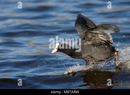 Eurasischen Blässhuhn, der auf dem Wasser; Meerkoet rennend über het water Stockfoto