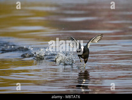 Meerkoet rennend über het water; Eurasian Coot laufen auf dem Wasser Stockfoto