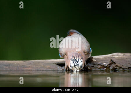 Gaai bij de drinkplaats; Eurasischen Jay zu trinken Website Stockfoto