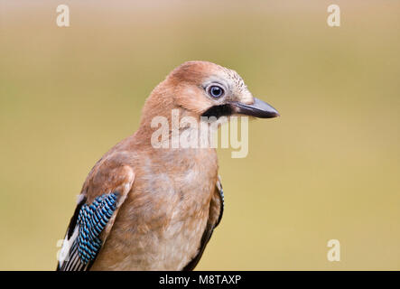 Gaai close-up; Eurasischen jay Nahaufnahme Stockfoto