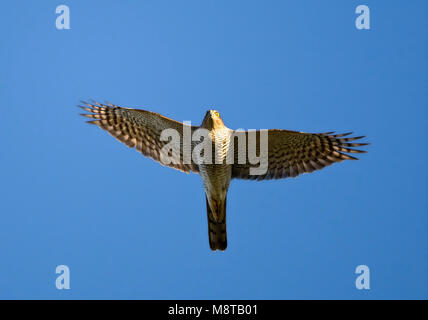 In Sperwer tijdens de vlucht Trek; Eurasian Sparrowhawk im Flug während der Migration Stockfoto