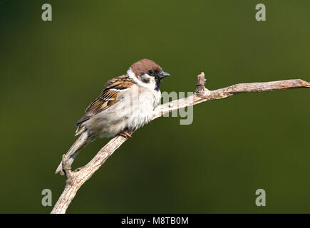 Ringmus zittend op een Tak; Eurasischen Feldsperling auf Ast sitzend Stockfoto