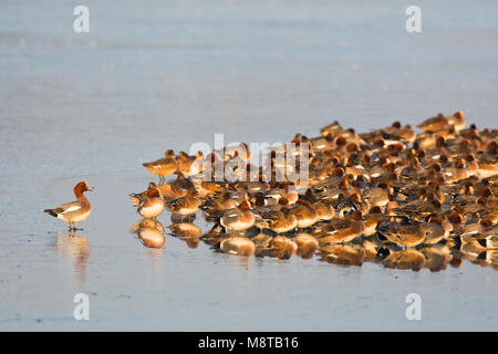 Grote Groep overwinterende Smienten; große Herde von überwinternden Eurasischen Wigeons Stockfoto