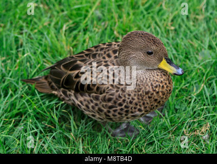 Gelbe Rechnung Teal (Anas flavirostris), Buchse Stockfoto