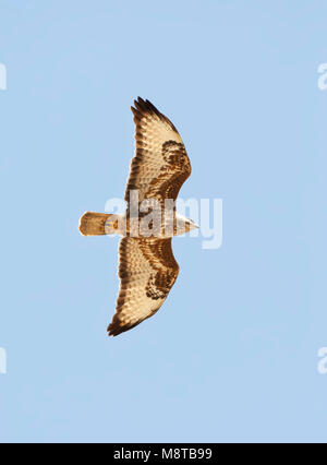 Steppebuizerd, Steppe, Mäusebussard Buteo buteo Vulpinus Stockfoto