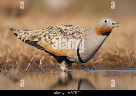 Mannetje Zwartbuikzandhoen drinkend Bij de drinkplaats; Männlich Black-bellied Sandgrouse trinken an der drinkingpool Stockfoto