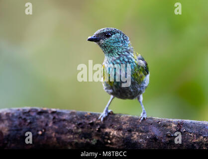 Heines Tangare, Black-capped Tanager, Tangara heinei Stockfoto