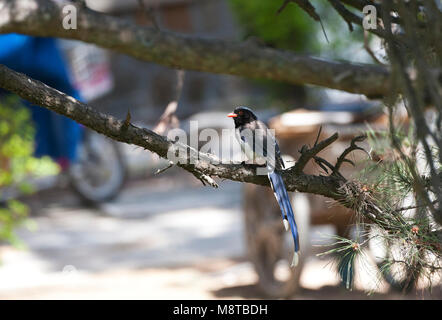 Roodsnavelkitta zittend voor een huis Chinees; Red-billed Blue Magpie (Urocissa erythroryncha) vor einem Chinesischen Haus thront Stockfoto