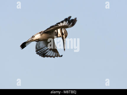 Bonte IJsvogel biddend boven Wasser op Zoek naar voedsel, Pied Kingfisher schweben über einen Pool in Suche von Essen Stockfoto