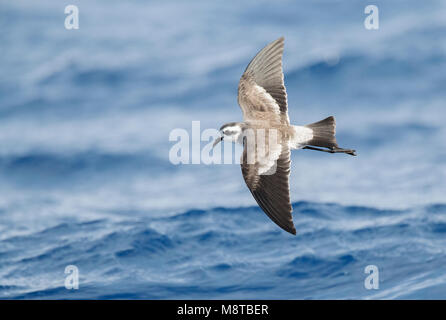 White-faced Pelagodroma Storm-Petrel (Marina) von der Nahrungssuche Madeira Inseln Stockfoto